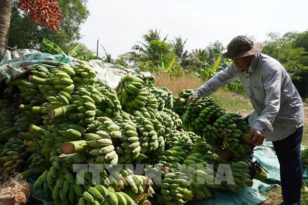 Người trồng chuối trăn trở vì giá bấp bênh
