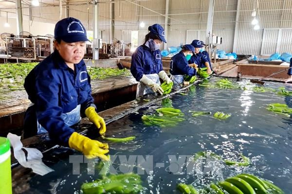 Nhiều dư địa cho xuất khẩu rau, quả Việt Nam tại thị trường châu Á