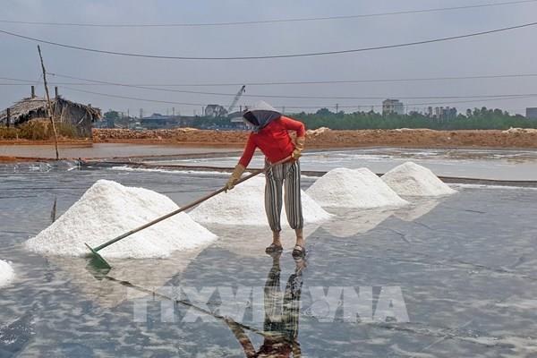 Giá muối tại Cà Mau giảm 30%