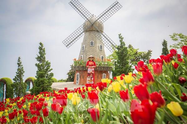 Độc đáo vườn hoa tulip rực rỡ trên đỉnh núi Bà Đen