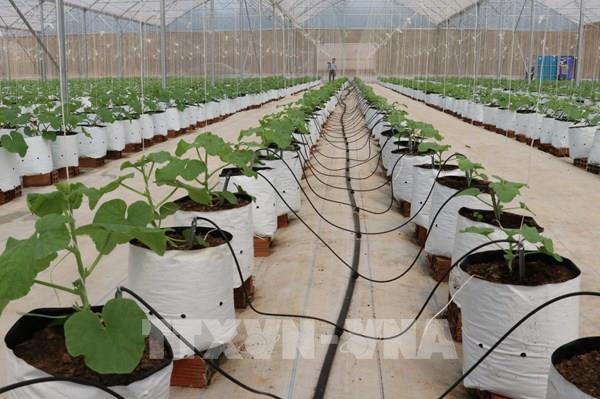 Cơ hội hấp dẫn đầu tư vào các dự án nông nghiệp công nghệ cao