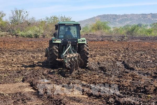 Phản hồi thông tin: Ninh Thuận xử lý dứt điểm việc đổ vỏ nha đam, ngăn nguy cơ ô nhiễm môi trường