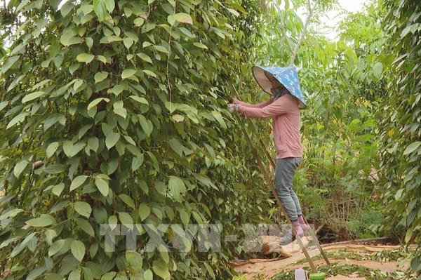 Xuất khẩu hồ tiêu tăng hơn 40%