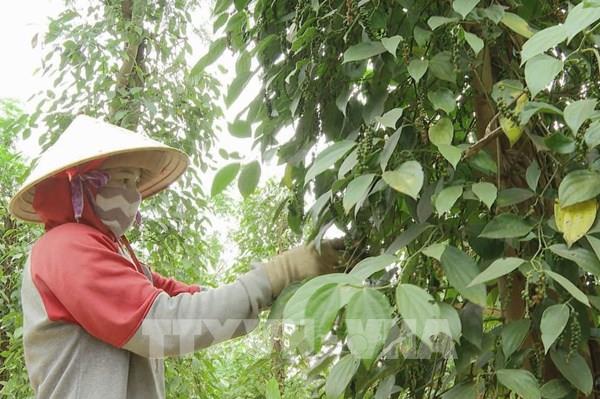 Bình Dương có 45 chuỗi liên kết tiêu thụ sản phẩm nông nghiệp