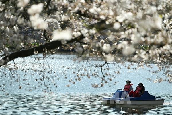 Hoa anh đào nở rộ sớm kỷ lục ở thủ đô nước Mỹ
