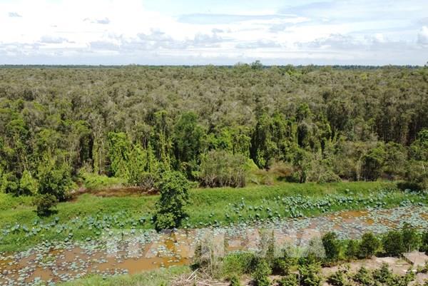 Ngày Quốc tế về Rừng: Đổi mới sáng tạo trong quản lý, sử dụng rừng
