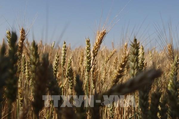 EU đạt thỏa thuận tạm thời về nhập khẩu nông sản Ukraine