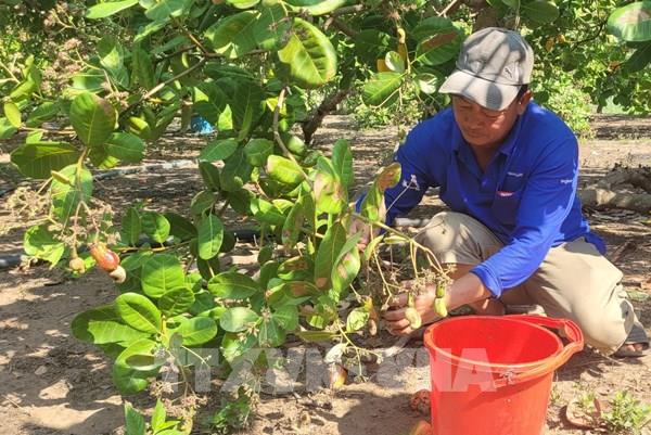 Bà Rịa-Vũng Tàu thất thu vụ điều