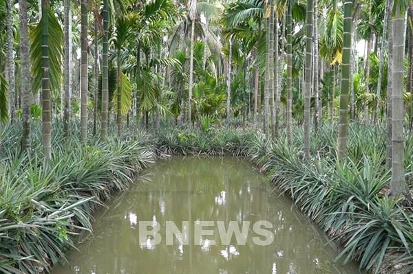 Khuyến cáo nông dân cẩn trọng khi mở rộng diện tích trồng cau