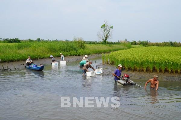 Kiên Giang nhân rộng nhiều mô hình sản xuất thích nghi với biến đổi khí hậu