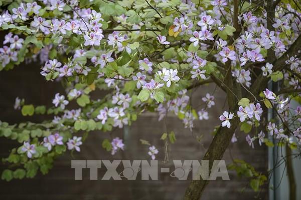 Rực rỡ Hoa Ban xứ Mường Hòa Bình