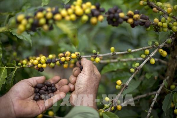Quốc gia sản xuất cà phê hàng đầu thế giới dự kiến được mùa