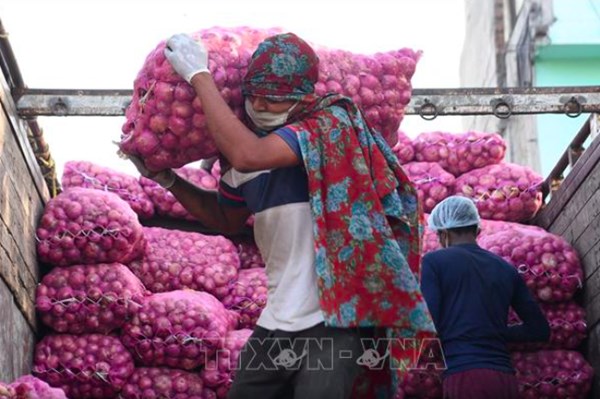Ấn Độ gia hạn lệnh cấm xuất khẩu hành tây