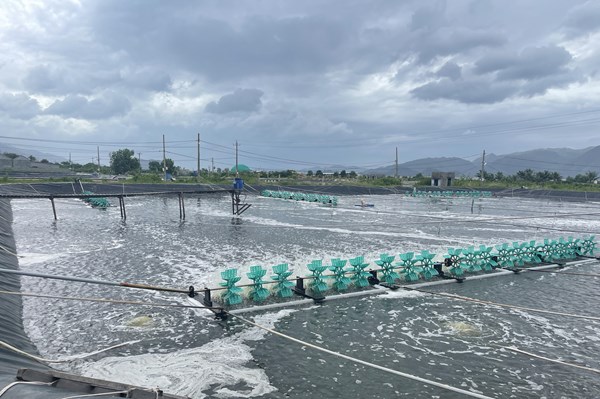 Doanh thu hàng chục tỷ đồng từ ứng dụng công nghệ trong nuôi tôm