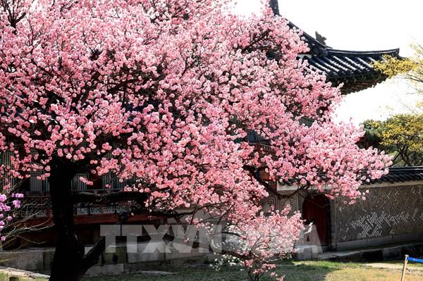 Hoa Anh đào bừng nở ở Seoul (Hàn Quốc)