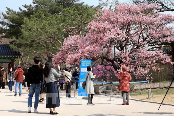 Bắt đầu mùa hoa anh đào ở Hàn Quốc và Nhật Bản