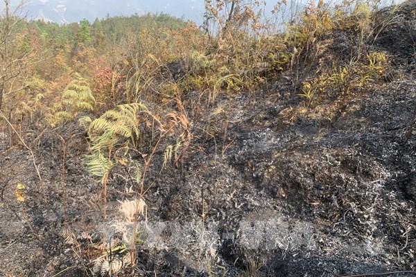 Cháy rừng ở huyện Mù Cang Chải đã được kiểm soát