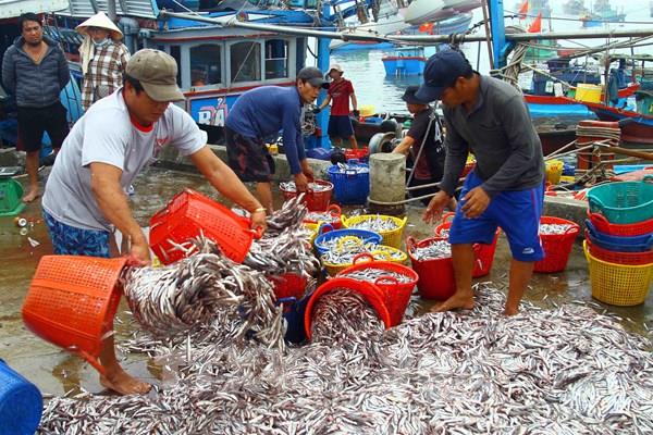 Ngư dân Quảng Bình đánh bắt gần bờ “bội thu” cá cơm