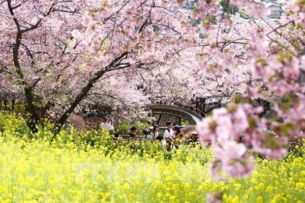  Thủ đô Tokyo tưng bừng đón mùa hoa anh đào