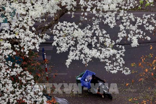 Hoa sưa trắng tinh khôi giữa mùa cây thay lá