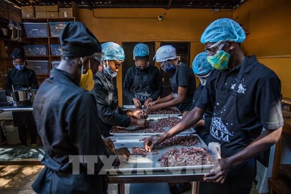 Các hãng chocolate thích ứng với giá ca cao tăng mạnh