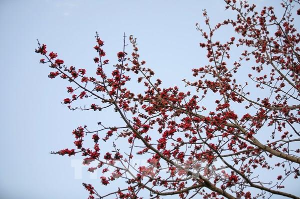 Hoa gạo đỏ rực trên những con đường tại Hòa Bình