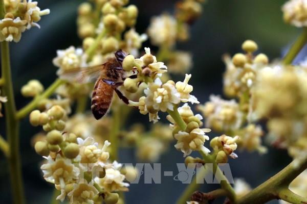 Hoa nhãn khoe sắc