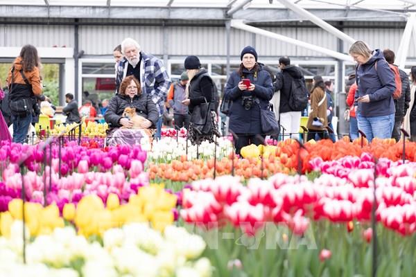 Ngắm vườn hoa tulip lớn nhất thế giới