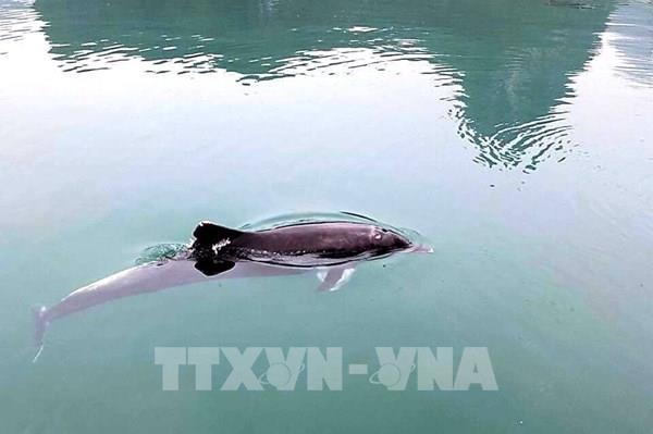 Cá heo tiếp tục xuất hiện tại vùng biển vịnh Hạ Long