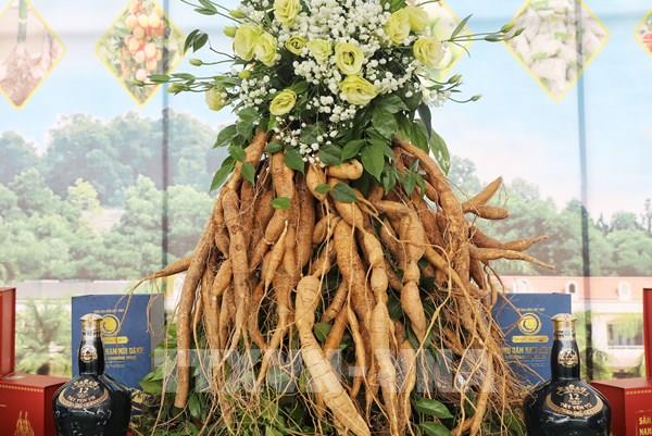 Bắc Giang xúc tiến tiêu thụ sâm nam núi Dành