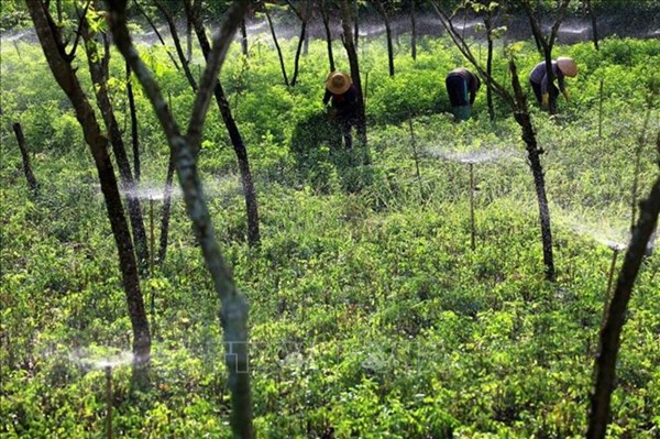 Sắp xếp, đổi mới các công ty lâm nghiệp