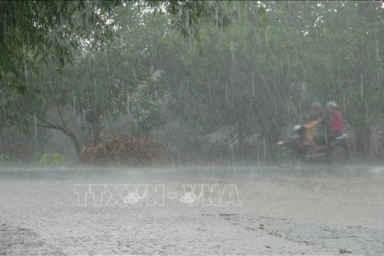 ‘Cơn mưa vàng’ giải sức nóng nhiều địa hạt ở Bình Phước
