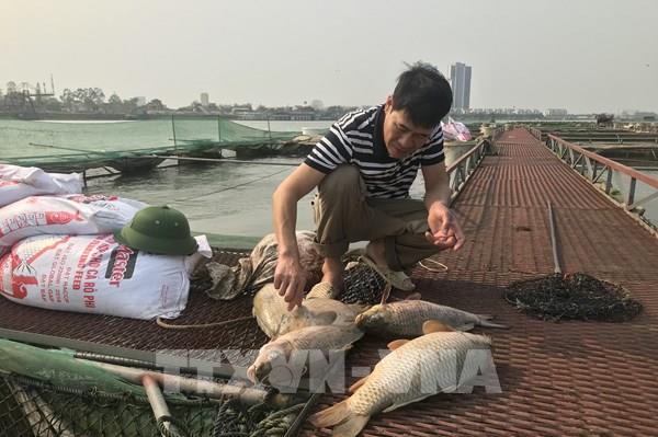 Hải Dương: Cá chết hàng loạt gây thiệt hại cho hàng chục hộ nuôi