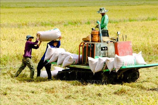 Thị trường nông sản: Nguồn cung hạn chế, giá gạo xuất khẩu tiếp tục tăng