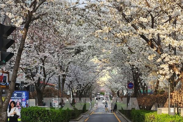 Hoa anh đào nở muộn gây thất vọng ở Hàn Quốc
