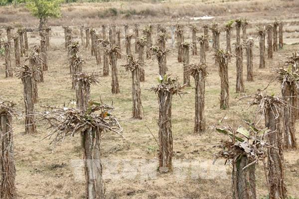 Hạn hán khốc liệt tại Bình Thuận