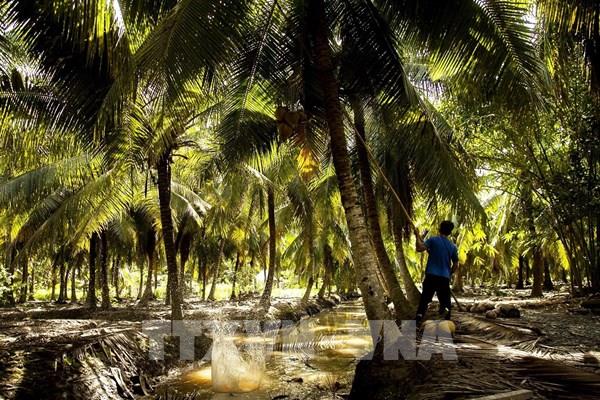 Ngành dừa Bến Tre phát triển xanh và bền vững hướng tới Net Zero