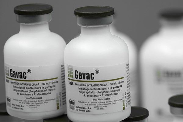 Cuba xuất khẩu 38 triệu liều vaccine chống bọ ve gia súc
