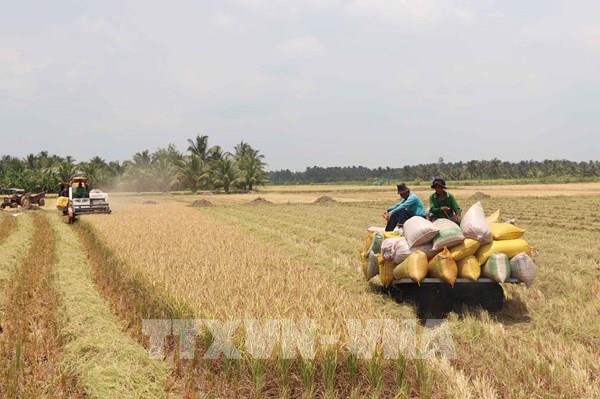 Thị trường nông sản: Chờ đón những tín hiệu mới