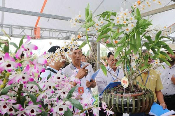 Về Lai Châu ngắm lan rừng khoe sắc