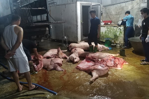 Phát hiện kịp thời hơn 1,1 tấn cá thể lợn, thịt và nội tạng lợn nhiễm bệnh