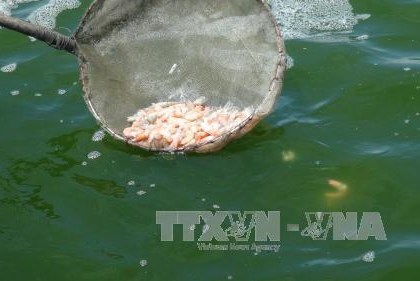 Trà Vinh tập huấn, hướng dẫn người nuôi tôm ứng phó với thời tiết nắng nóng