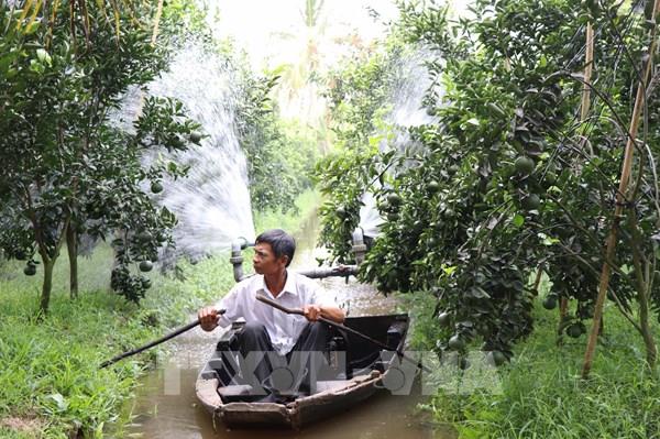 Nhà vườn trồng cam sành ở Trà Vinh thất thu nặng
