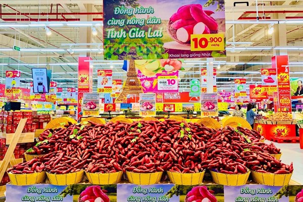 Central Retail Việt Nam bán khoai lang không lợi nhuận hỗ trợ nông dân Gia Lai