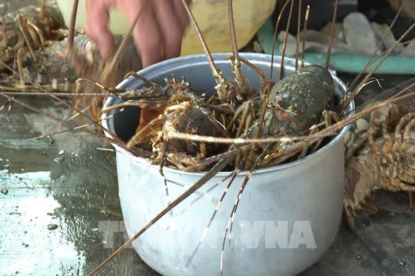 Tôm hùm ở Khánh Hòa chết hàng loạt chưa rõ nguyên nhân
