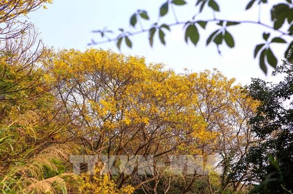 Vẻ đẹp quyến rũ của hoa Lim xẹt trên bán đảo Sơn Trà