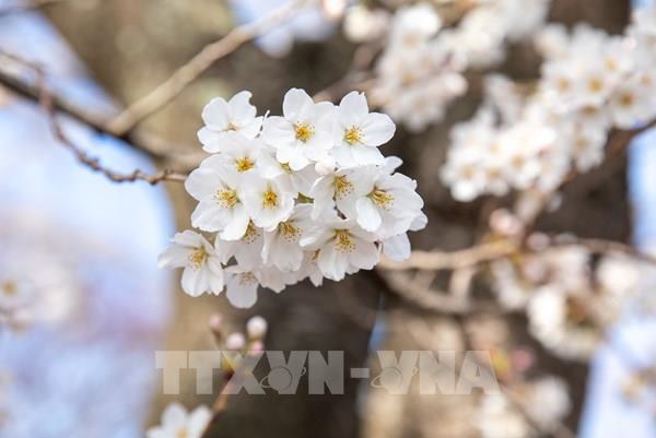 Vẻ đẹp mê hồn của hoa anh đào tại hồ Kawaguchi