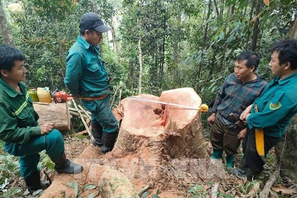 Bắt quả tang 5 đối tượng khai thác gỗ rừng tự nhiên trái phép