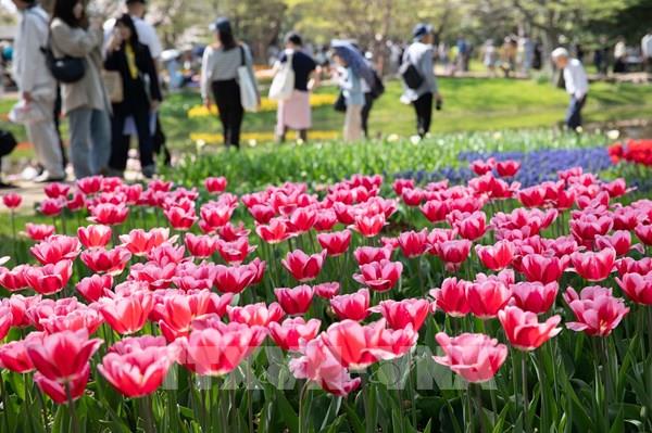 Muôn hoa khoe sắc trong lễ hội hoa tại công viên Showakinen (Nhật Bản)