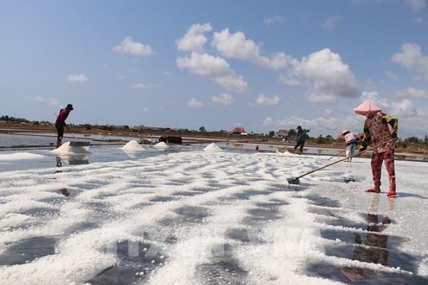 Muối chính vụ giảm giá, nông dân Bến Tre gặp khó